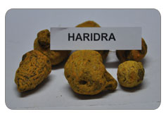 Haridra